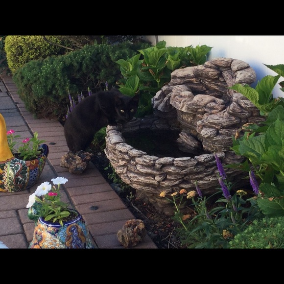 Posher Kathleen ❤️😻”Here, Kitty, kitty” - Picture 13 of 16